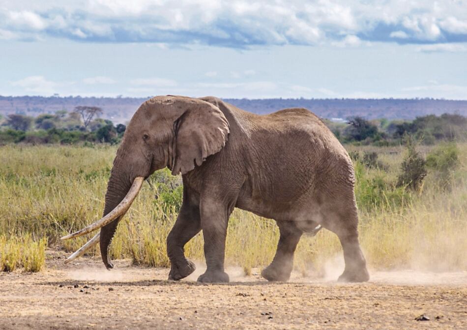 Muere uno de los últimos elefantes de grandes colmillos