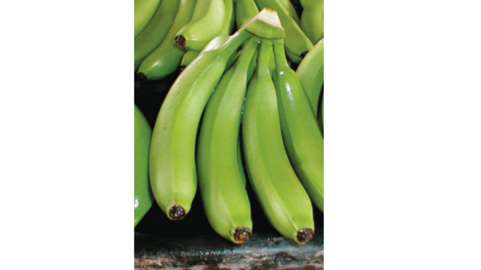 Alerta fitosanitaria por hongo del banano