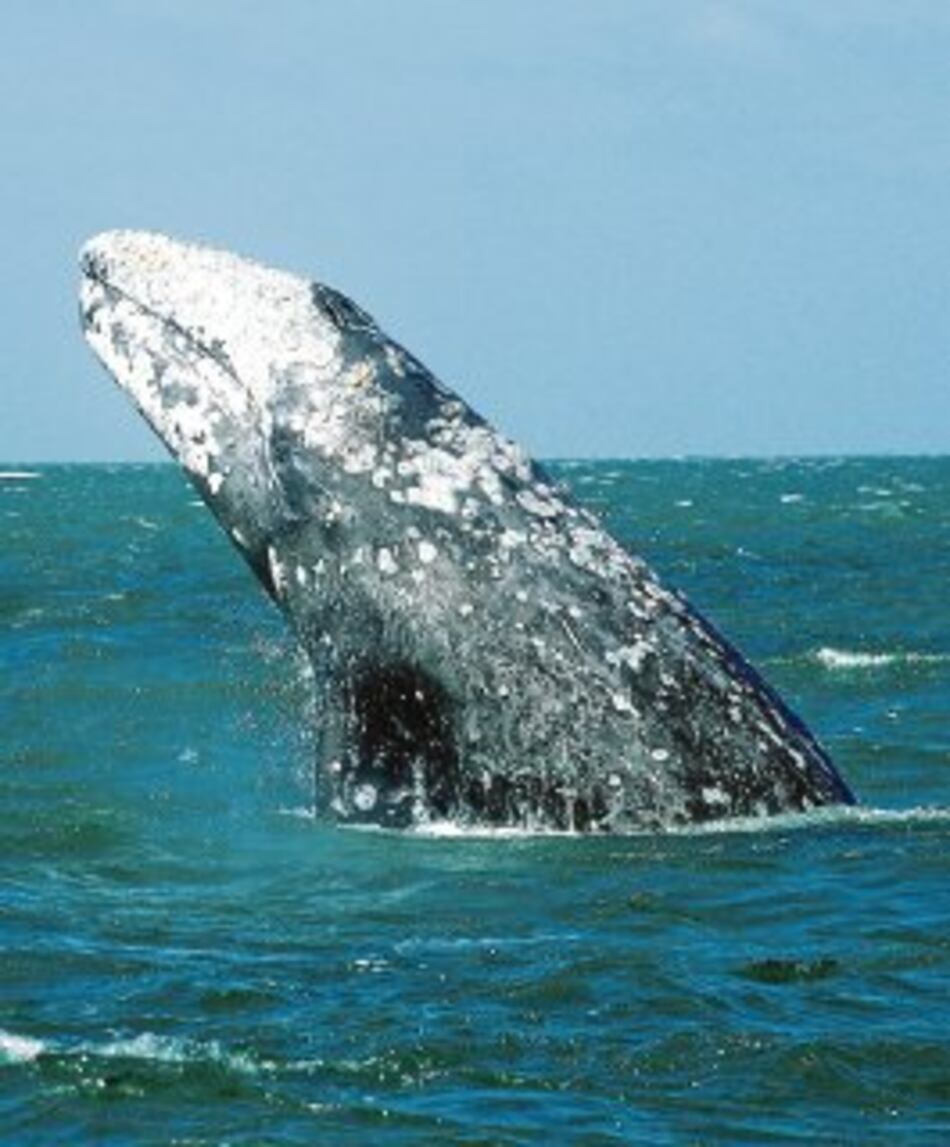 Hallan cerebro fosilizado de ballena