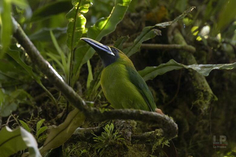 Cerro Chucantí, una joya ecológica entre las provincias de Darién y Panamá