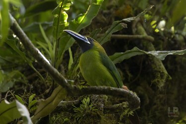 Cerro Chucantí, una joya ecológica entre las provincias de Darién y Panamá