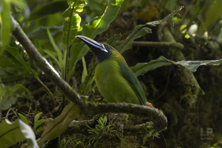 Cerro Chucantí, una joya ecológica entre las provincias de Darién y Panamá