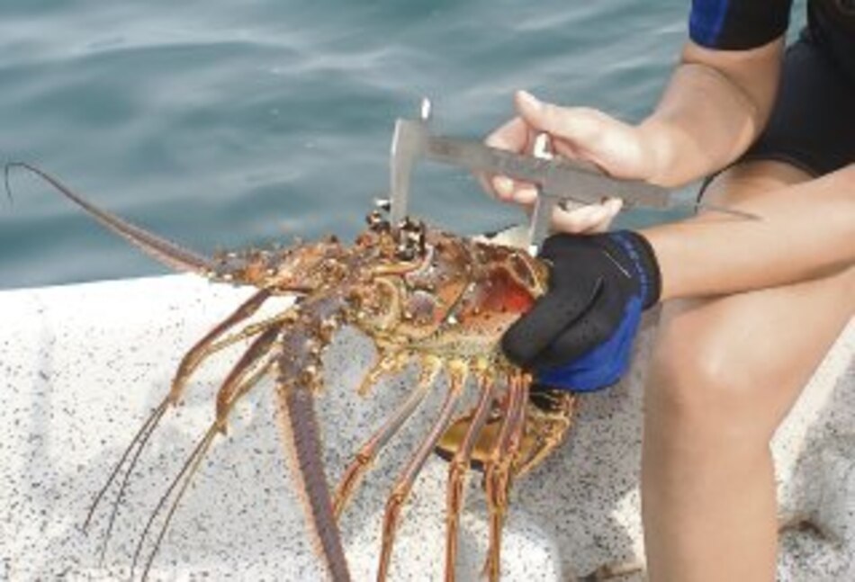 Exceso de pesca amenaza la langosta