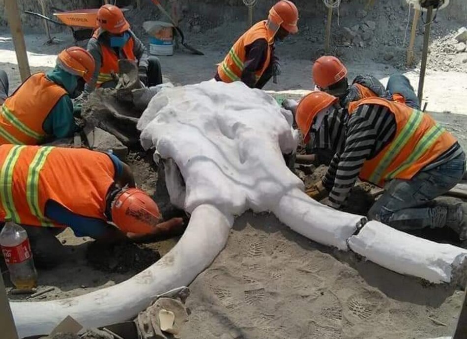 Hallan restos de unos 60 mamuts donde se construye aeropuerto de Ciudad de México