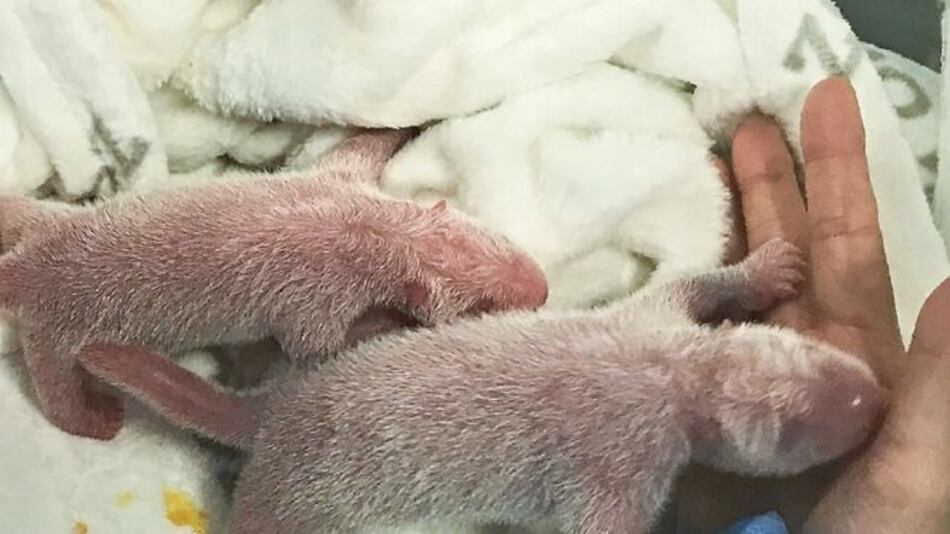 Nacen gemelos de panda en el zoo de Berlín