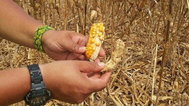 Pérdidas en cultivo de maíz suman cerca de $7 millones