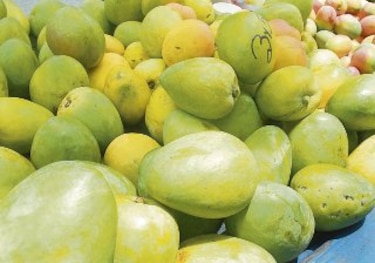 Producción de mango sigue limitada al consumo local