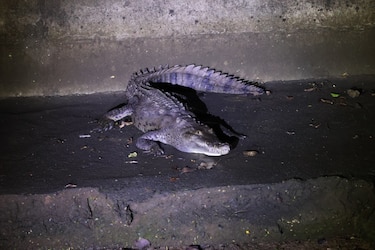 Miambiente monitorea cocodrilos en la ciudad de Panamá: estas son las zonas