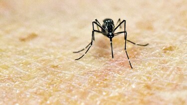 Vacuna contra el chikungunya