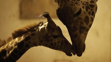Muerte de dos especies en zoológico bonaerense genera disgustos