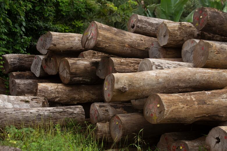 Detectan 30 áreas críticas de deforestación en Darién; Miambiente suspende permisos forestales