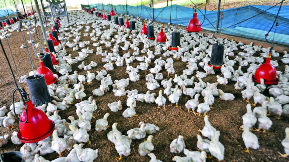 Panamá convierte lo que no se come del pollo en un negocio de exportación