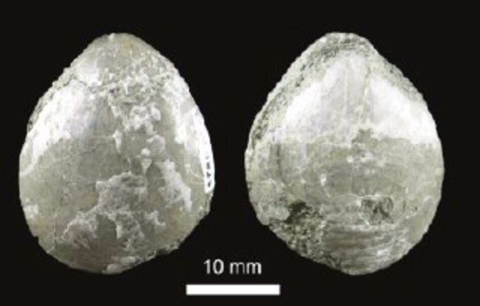 Estudian braquiópodos fósiles de Panamá