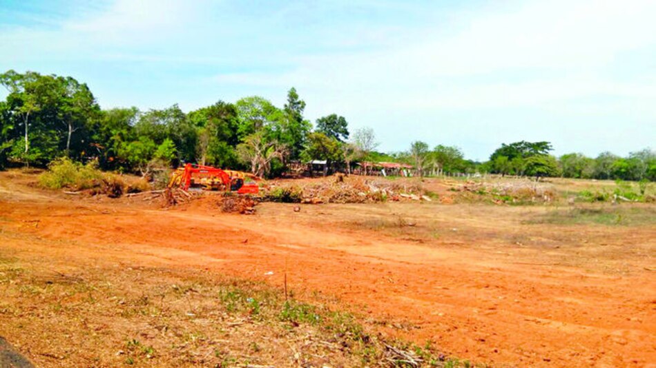 Talan 150 árboles para instalar paneles solares en Parita