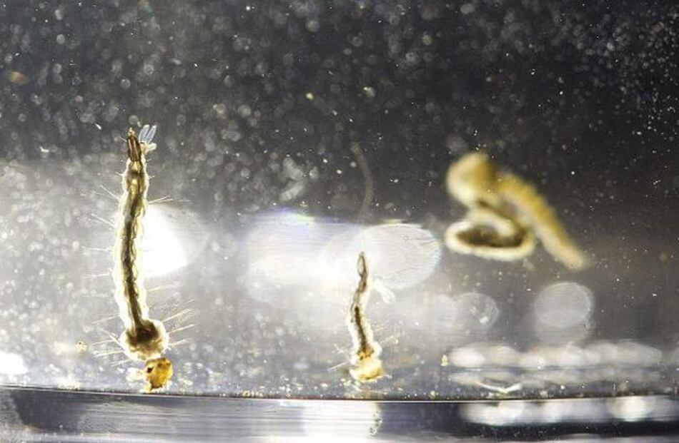 Florida identifica nueva zona de transmisión del zika