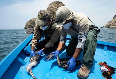 Aves marinas mueren de hambre o por intoxicación tras el derrame de crudo en Perú