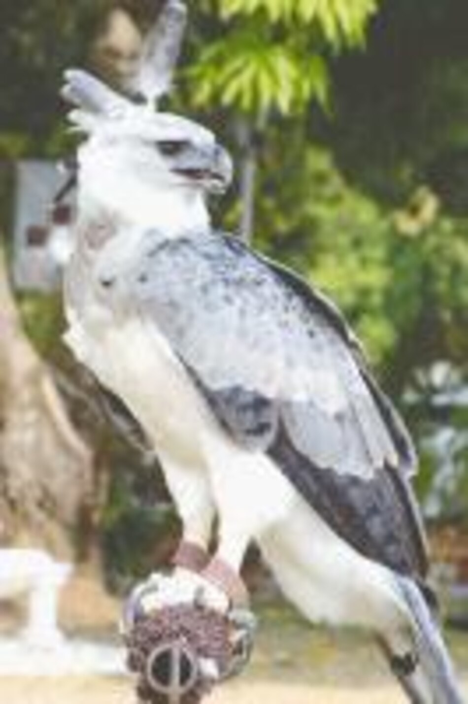 El águila arpía sigue amenazada