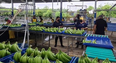 Empleo: Chiquita anuncia feria para reclutar personal en Bocas del Toro