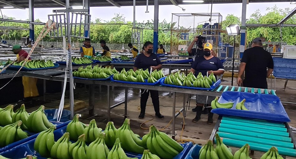 Empleo: Chiquita anuncia feria para reclutar personal en Bocas del Toro