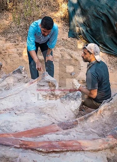 Hallan osamenta de dinosaurio saurópodo en Portugal