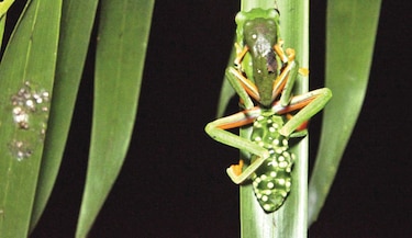 Ranas arbóreas de ojos rojos
