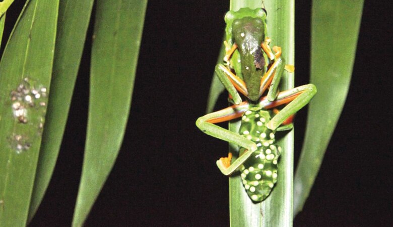 Ranas arbóreas de ojos rojos