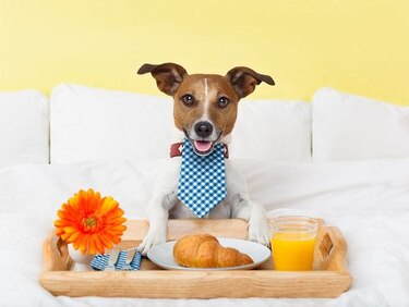 Huésped de cuatro patas