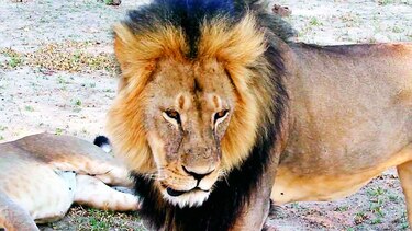 A juicio, acusados de matar a Cecil