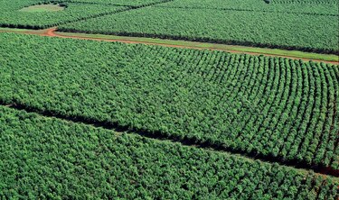 La yerba mate, el ‘oro verde’ que nutre los paisajes del noreste argentino