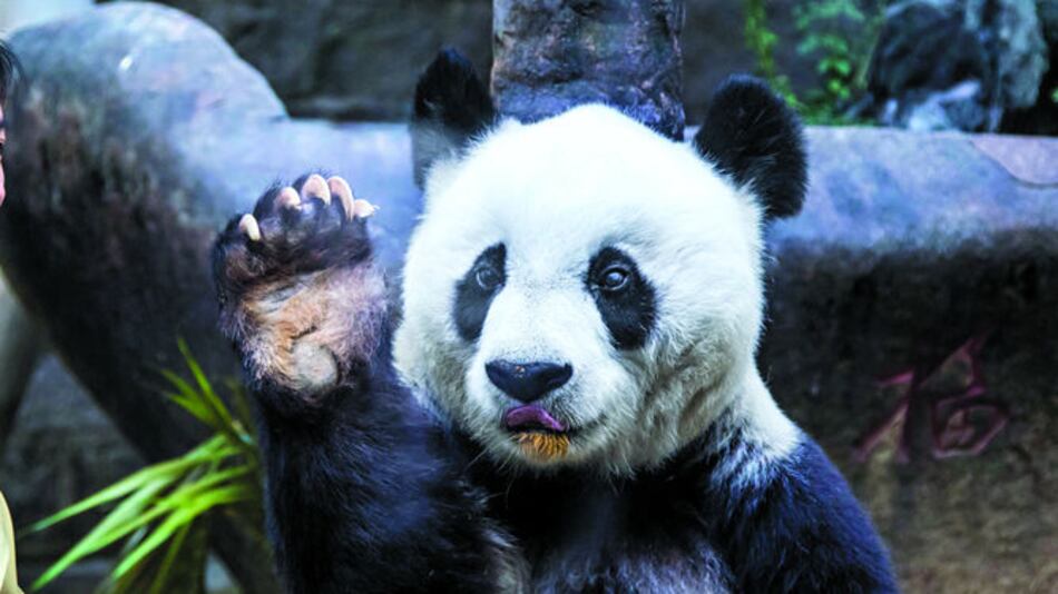 China llora la muerte de la panda Basi