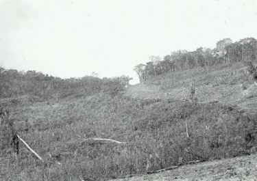 Raíces La Chorrera