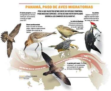 Aves migratorias desorientadas