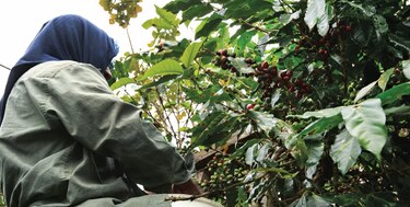 Caficultores panameños exploran nuevos mercados