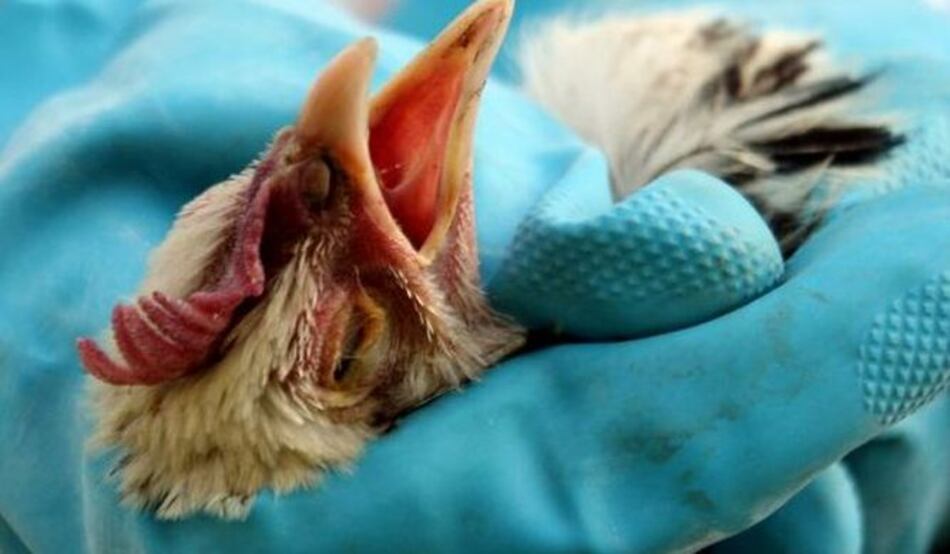 Gripe aviar afecta exportaciones avícolas de Estados Unidos