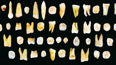 Dientes que reescriben la historia