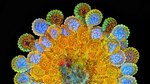 El arte de fotografiar microorganismos