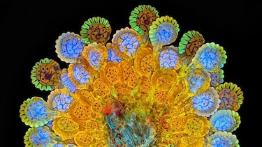El arte de fotografiar microorganismos