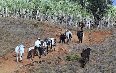 Plan bancario de contingencia para que productores enfrenten fenómeno de El Niño