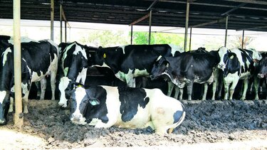 Ganaderos, afectados con rebaja en la leche