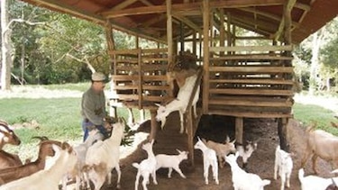 Promueven ventajas de la leche de cabra