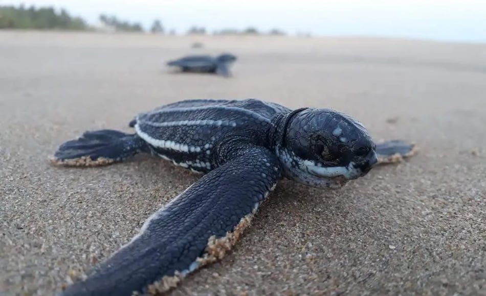 Tortugas buscan una mano amiga en los panameños