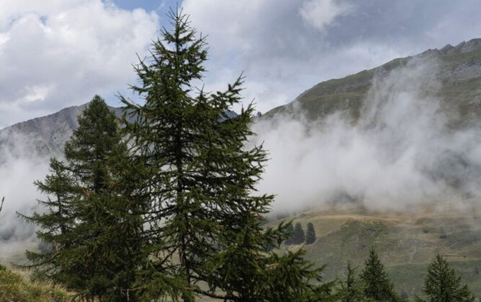Acabamos con la vegetación mundial más rápido de lo que pensábamos