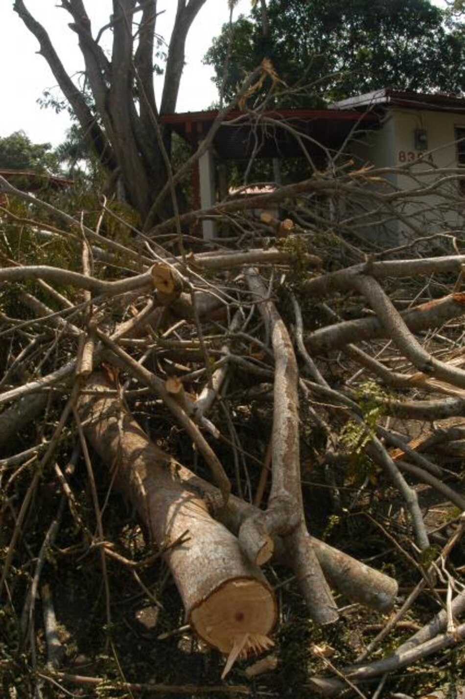 Greenpeace acusa a papelera APP de talar árboles protegidos en Indonesia