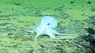 DESCUBREN UN PULPO TRASLÚCIDO CERCA DE HAWÁI