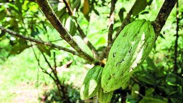 Cultivo de cacao se recupera