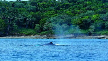 Alertas por planes turísticos en Coiba
