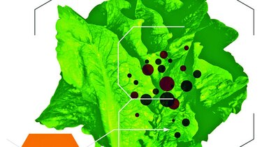 Contra la intoxicación: higiene y prevención