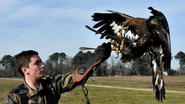 El ejército francés entrena águilas para derribar drones amenazantes
