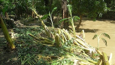 Más de 500 hectáreas de producción agrícola afectadas por lluvias en Los Santos