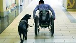 Su perro puede ser un genio